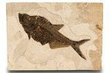 Beautiful Fossil Fish (Diplomystus) - Wall Mount #299815-1